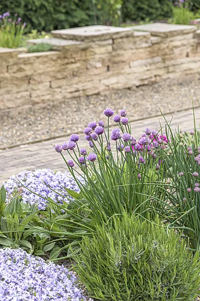 651045 - Chives (Allium schoenoprasum)