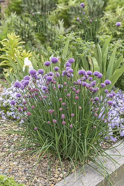 651046 - Chives (Allium schoenoprasum)