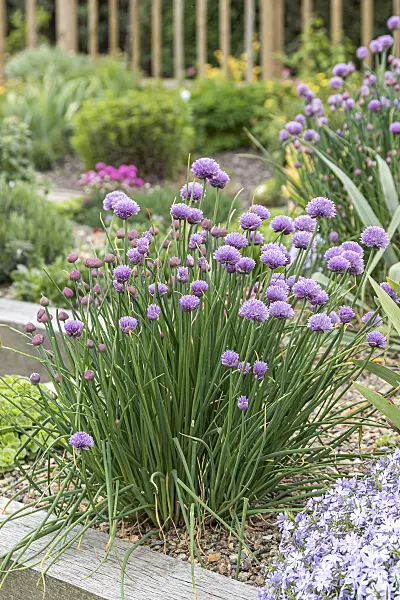 651047 - Chives (Allium schoenoprasum)