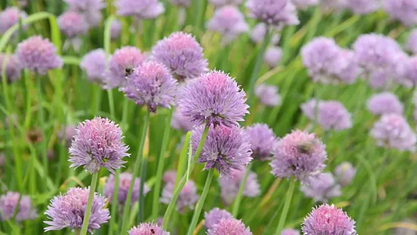 496417 - Chives (Allium schoenoprasum) and bees (Apis)