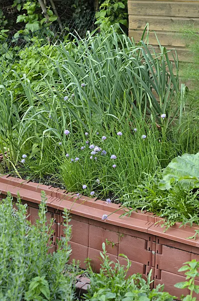 497051 - Chives (Allium schoenoprasum) and garden onion (Allium cepa) in a raised bed