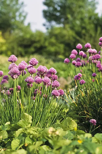 390152 - Chives (Allium schoenoprasum 'Forescate')