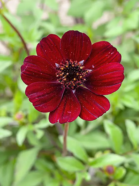 463037 - Chocolate cosmos (Cosmos atrosanguineus)