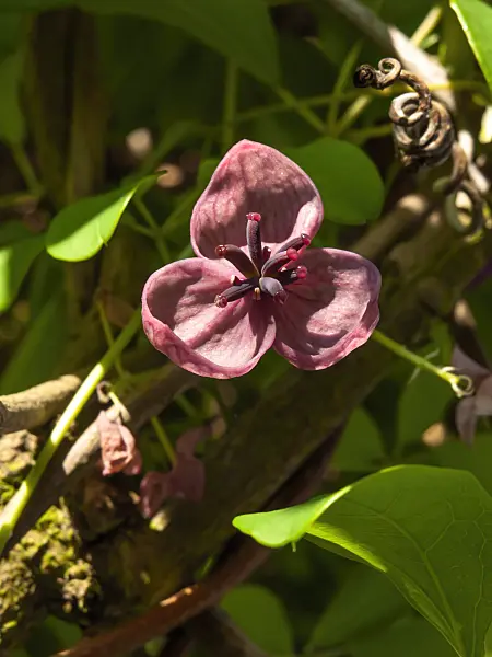 460057 - Chocolate vine (Akebia quinata)