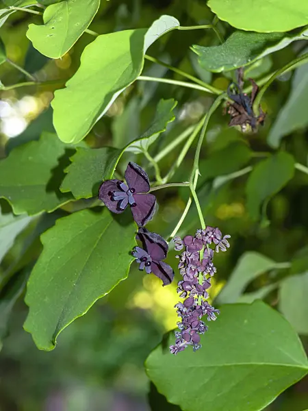 460091 - Chocolate vine (Akebia quinata)
