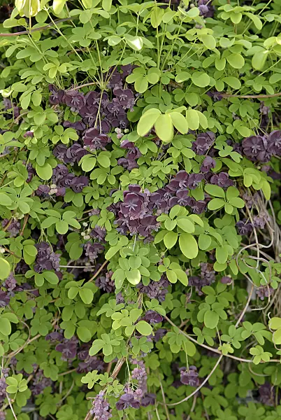 471355 - Chocolate vine (Akebia quinata)