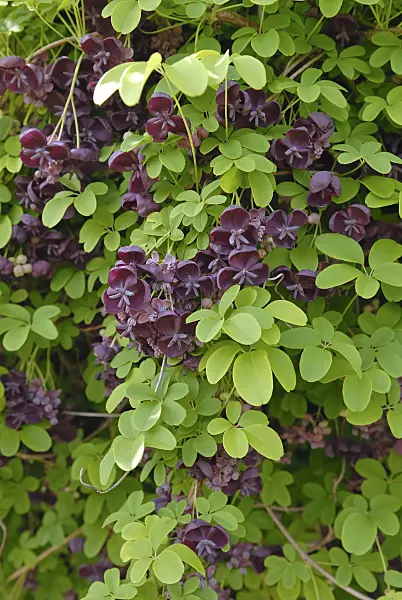 471356 - Chocolate vine (Akebia quinata)