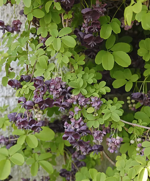 471357 - Chocolate vine (Akebia quinata)