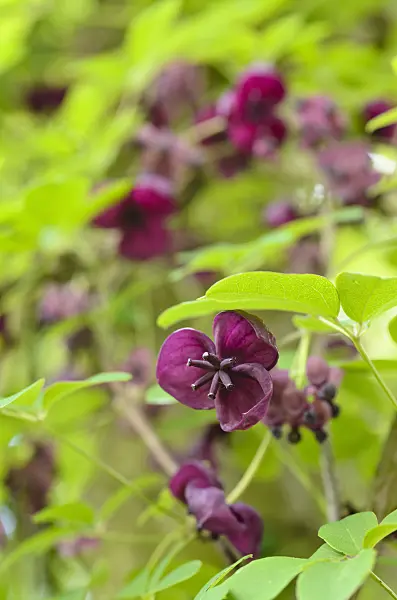 496011 - Chocolate vine (Akebia quinata)