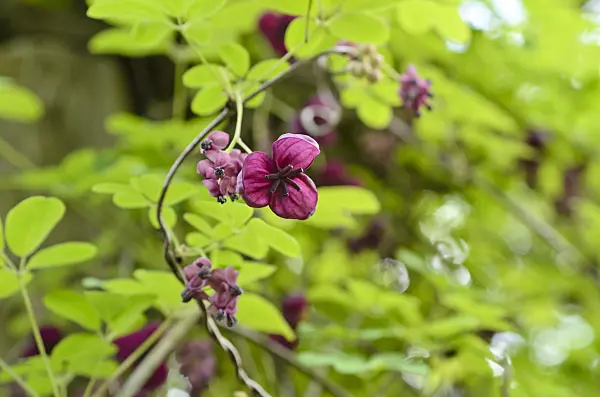 496012 - Chocolate vine (Akebia quinata)