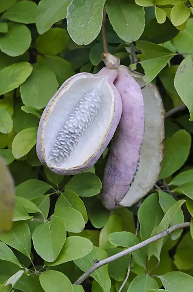 524217 - Chocolate vine (Akebia quinata)