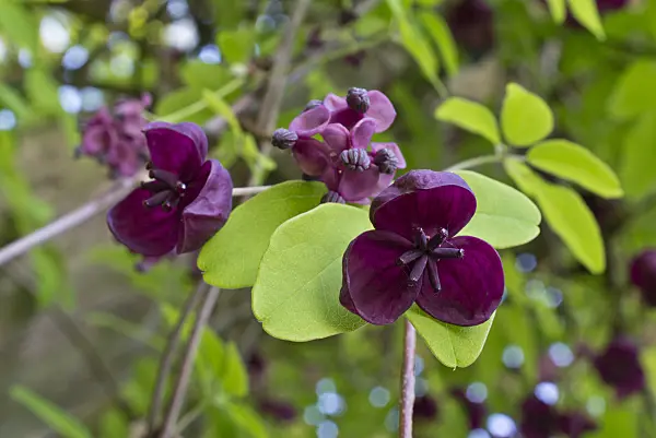 601049 - Chocolate vine (Akebia quinata)