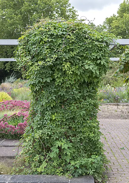 651038 - Chocolate vine (Akebia quinata)