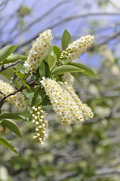 508330 - Chokecherry (Prunus virginiana)