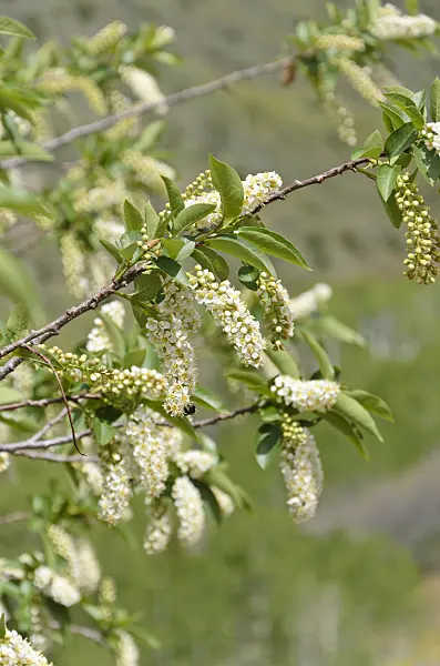 508331 - Chokecherry (Prunus virginiana)