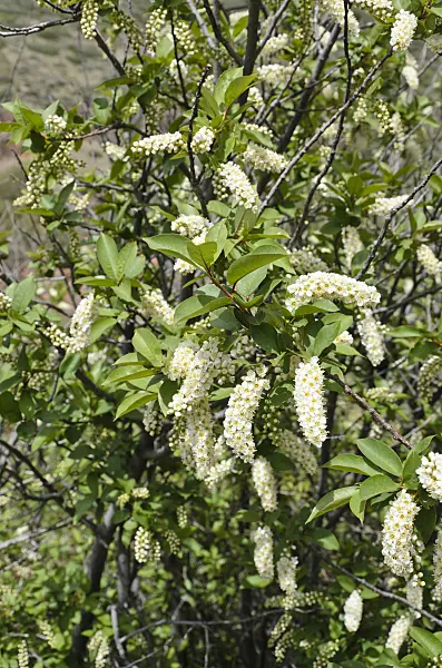508332 - Chokecherry (Prunus virginiana)