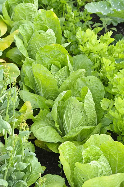 474240 - Chou chinois (Brassica rapa subsp. pekinensis)
