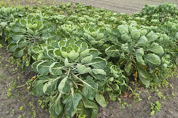 536215 - Chou de Bruxelles (Brassica oleracea var. gemmifera)