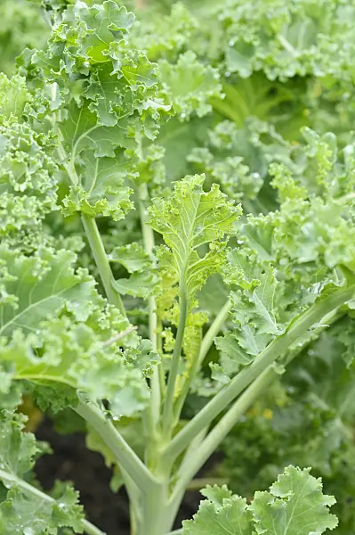 474253 - Chou frisé (Brassica oleracea var. sabellica)