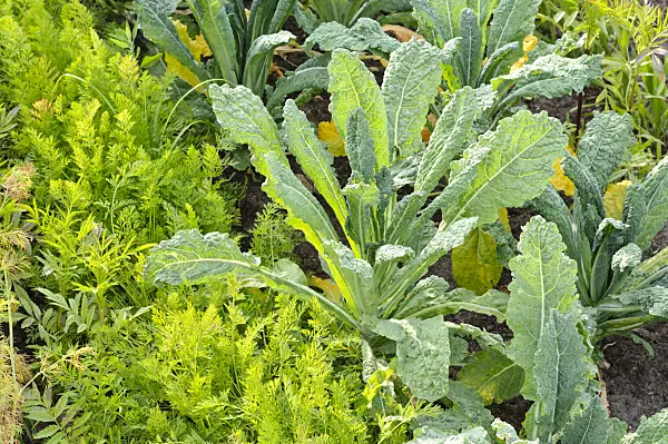 474236 - Chou palmier (Brassica oleracea var. palmifolia)