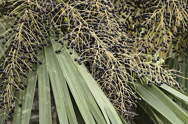 564146 - Chou palmiste (Sabal palmetto)