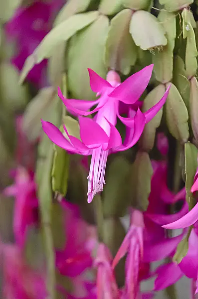 553027 - Christmas cactus (Schlumbergera Le Vesuv)