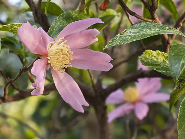 419004 - Christmas camellia (Camellia sasanqua 'Variegata')