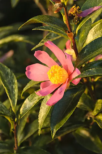 467080 - Christmas camellia (Camellia sasanqua 'Variegata')