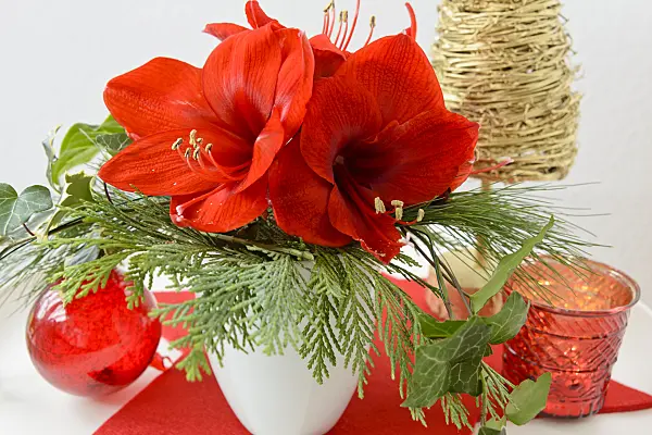570138 - Christmas decoration with amaryllis (Hippeastrum)