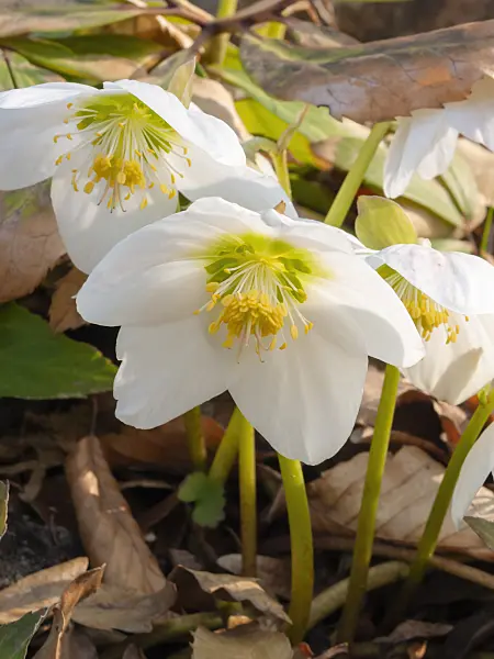 400005 - Christmas rose (Helleborus niger)