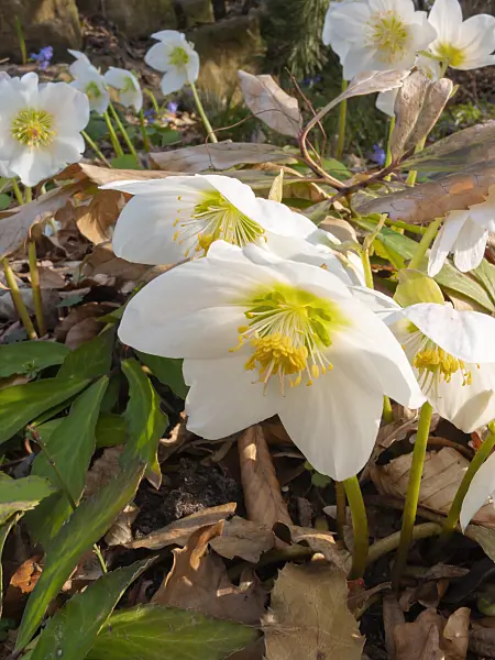 400007 - Christmas rose (Helleborus niger)
