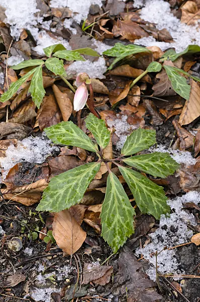 517062 - Christmas rose (Helleborus niger)