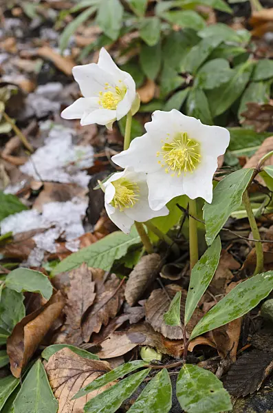 517063 - Christmas rose (Helleborus niger)