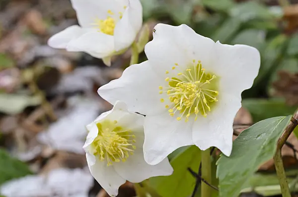 517064 - Christmas rose (Helleborus niger)