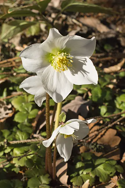 553005 - Christmas rose (Helleborus niger)
