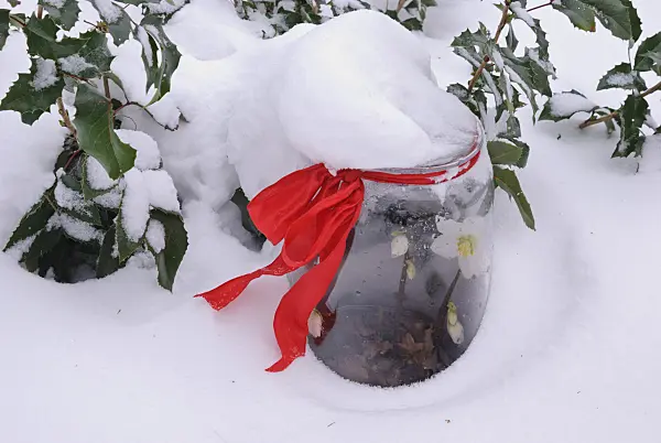 483017 - Christmas rose (Helleborus niger) covered with glass cloche