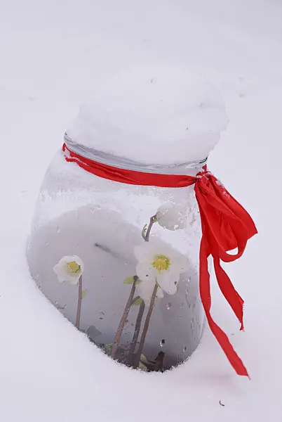 483018 - Christmas rose (Helleborus niger) covered with glass cloche