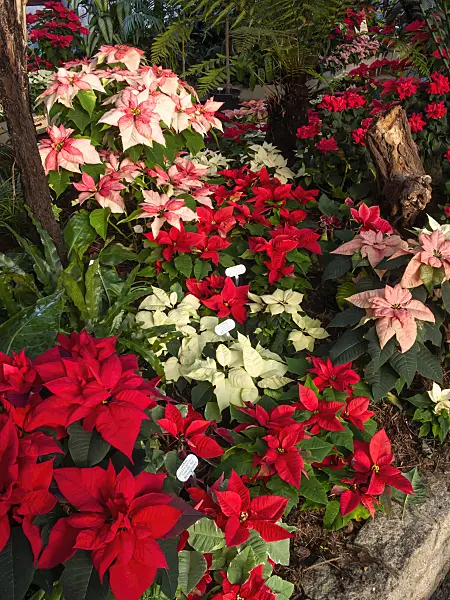 408019 - Christmas star (Euphorbia pulcherrima)
