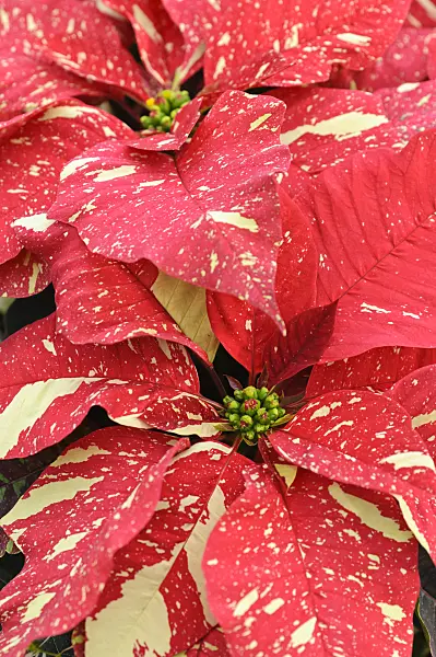 477074 - Christmas star (Euphorbia pulcherrima 'Primero Glitter')