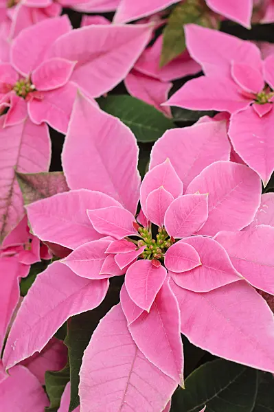 477076 - Christmas star (Euphorbia pulcherrima 'Princettia Hot Pink')