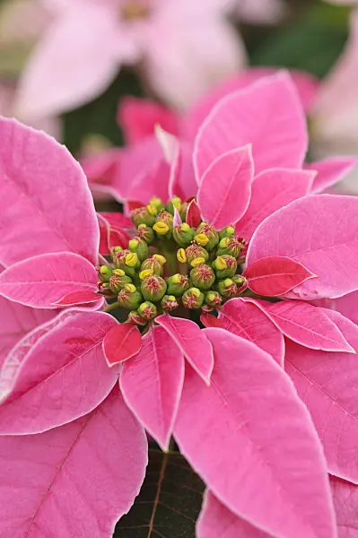 489016 - Christmas star (Euphorbia pulcherrima 'Princettia Hot Pink')