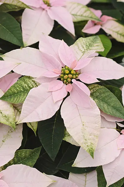 477078 - Christmas star (Euphorbia pulcherrima 'Princettia Pink')