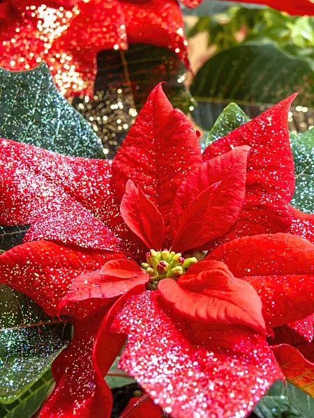444025 - Christmas star (Euphorbia pulcherrima) with glitter