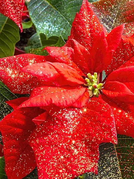 444026 - Christmas star (Euphorbia pulcherrima) with glitter