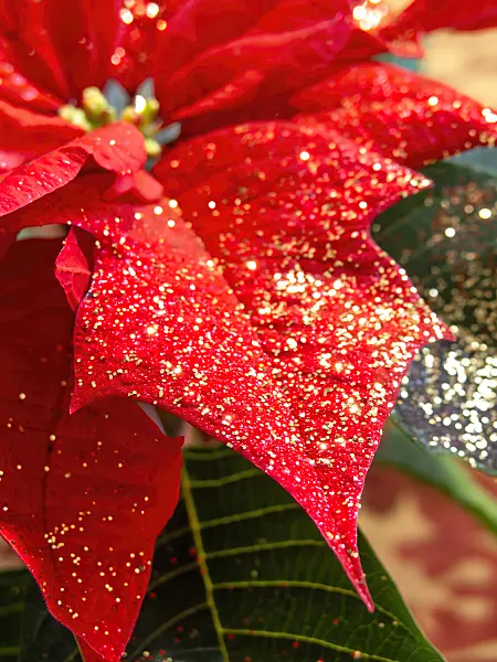 444027 - Christmas star (Euphorbia pulcherrima) with glitter