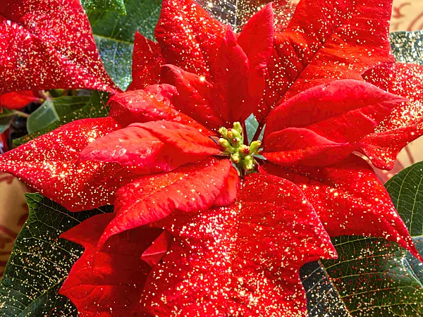 444028 - Christmas star (Euphorbia pulcherrima) with glitter
