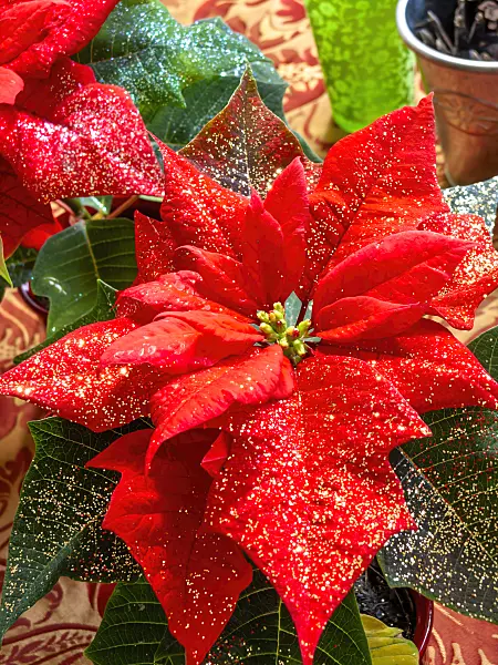 444029 - Christmas star (Euphorbia pulcherrima) with glitter
