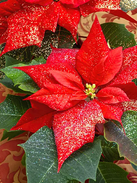 444030 - Christmas star (Euphorbia pulcherrima) with glitter