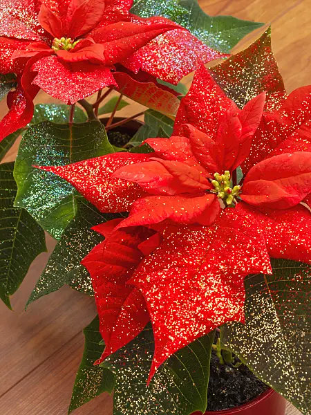 444031 - Christmas star (Euphorbia pulcherrima) with glitter
