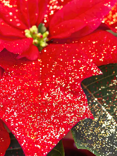 444032 - Christmas star (Euphorbia pulcherrima) with glitter